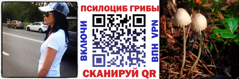 Галлюциногенные грибы Psilocybine cubensis  блэк спрут   Саратов  цены  
